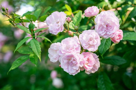 Flower of a rose blooms in the gardenの写真素材
