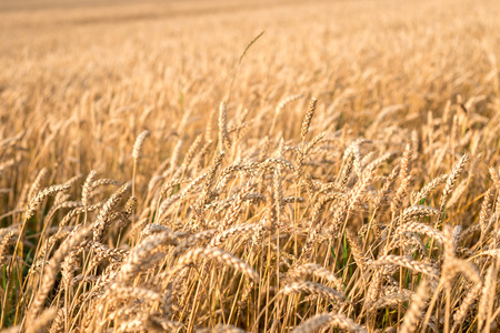 Field with golden earsの写真素材