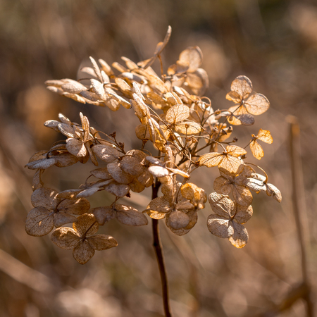 Dried hydrangea in the gardenの写真素材