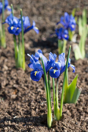 Flowers blue irises blossom in springの写真素材