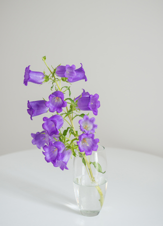 Flowers violet bells in a glass vase stand on a white round tableの写真素材