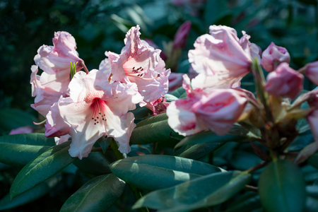 Branch with buds of pink rhododendronの写真素材