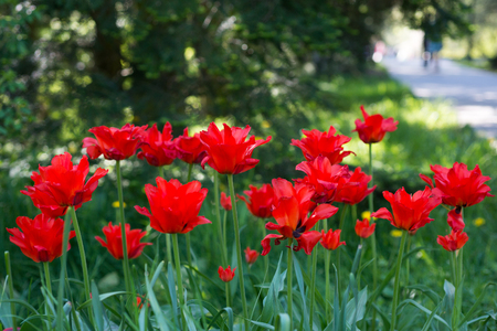 Red tulips blossom in springの写真素材