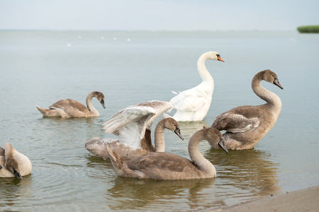Flock of swans near the pondの写真素材