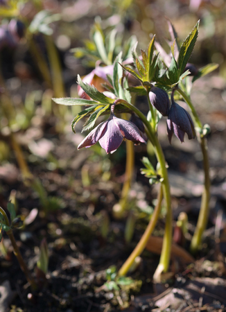 Flower Helleborus caucasicusの写真素材