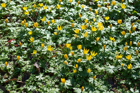 Flowers Shibateranthis longistipitata blossoms in springの写真素材