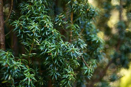 Tree of Taxus baccata in springの写真素材