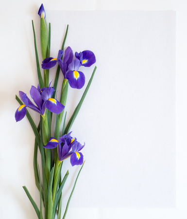 Flowers of irises lie on white paperの写真素材