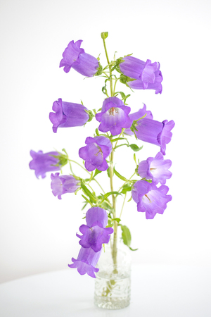 Flowers violet bells in a glass vase are on the tableの写真素材