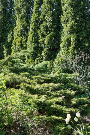 Coniferous and evergreen trees grow in the gardenの写真素材