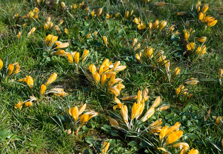 Yellow crocuses grow in the grass in springの写真素材