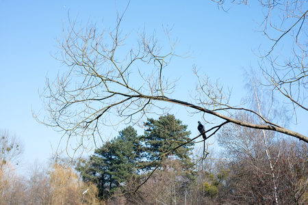 Bird pigeon sits on a branch in the forestの写真素材
