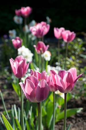 Flowers pink tulips in the gardenの写真素材