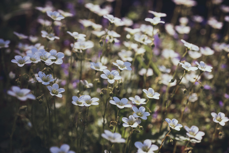 Flowers of saxifrage grow in springの写真素材
