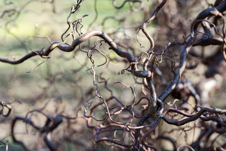 Tree branches Corylus avellana, Contorta, in the springの写真素材
