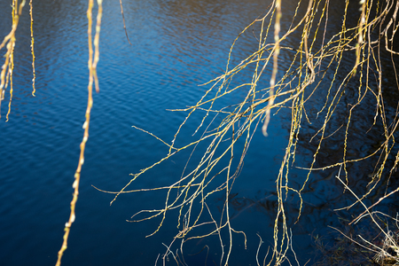 Branch of a willow against a blue skyの写真素材