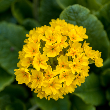 Yellow primrose flowersの写真素材