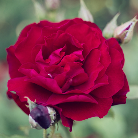 Pink rose close-up in the gardenの写真素材