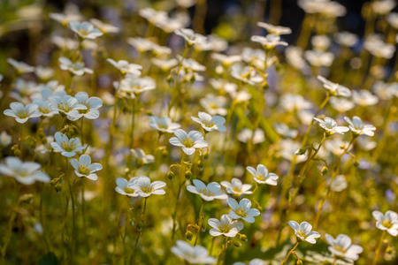 Flowers of saxifrage grow in springの写真素材