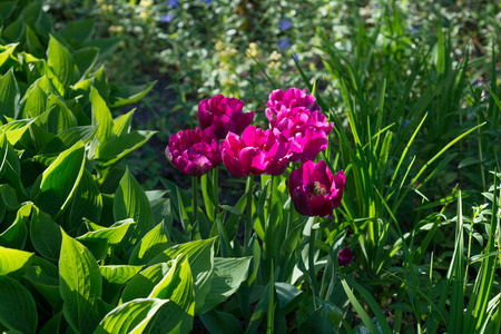 Blooming tulips in springの写真素材