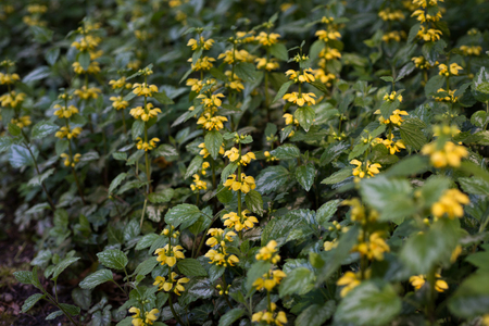 Flowers Lamium yellow blossoms in springの写真素材