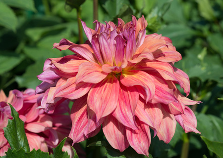 Flower of pink dahliaの写真素材