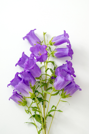 Flowers purple bells lie on a white backgroundの写真素材
