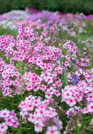 Flowers pink phloxes grow in the gardenの写真素材
