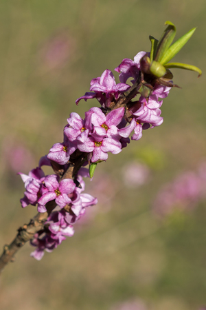 Daphne mezereum tree blooms in the springの写真素材