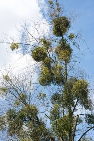 Mistletoe on a tree in the spring. Viscum coloratumの写真素材