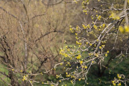 Tree dogwood yellow blossoms in spring. Cornus masの写真素材