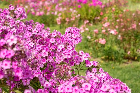 Flowers pink phloxes grow in the gardenの写真素材
