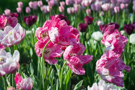 Blooming tulips in springの写真素材