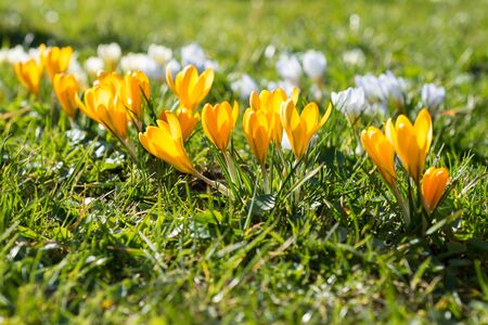 Yellow crocuses grow in the park in the springの写真素材