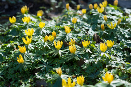 Flowers Shibateranthis longistipitata blossoms in springの写真素材