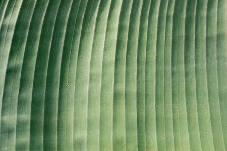Green leaf of a tropical plantの写真素材