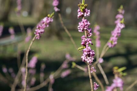 Daphne mezereum tree blooms in the springの写真素材