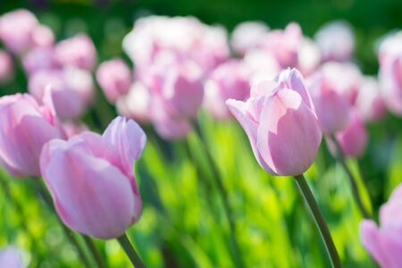 Flowers pink tulips in the gardenの写真素材