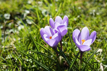 Purple crocuses grow in the gardenの写真素材