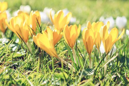 Yellow crocuses grow in the park in the springの写真素材