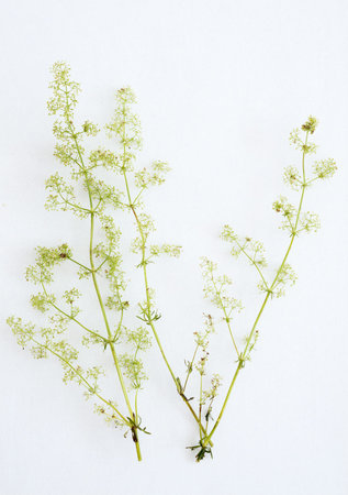 Galium flowers lie on a white background
