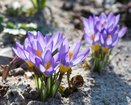 Purple crocuses grow in the gardenの写真素材