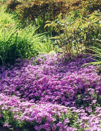Flowers Phlox subulata bloom in the gardenの写真素材