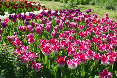 Background of flowers of tulipsの写真素材