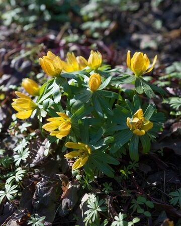 Flowers Shibateranthis longistipitata blossoms in springの写真素材