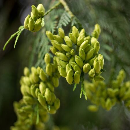 Green fruits Thuja grow on a treeの写真素材