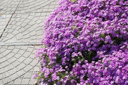 Flowers Phlox subulata blossom near the curbの写真素材