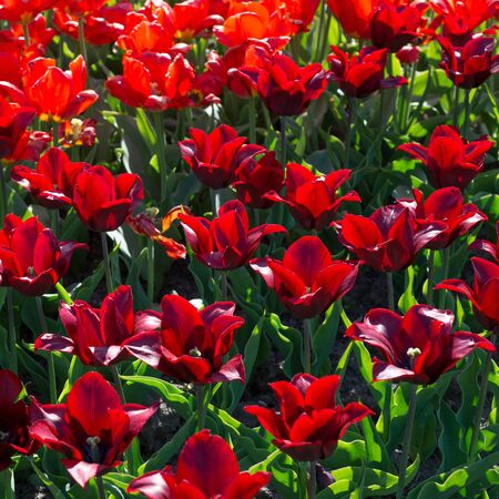 Red tulips blossom in springの写真素材