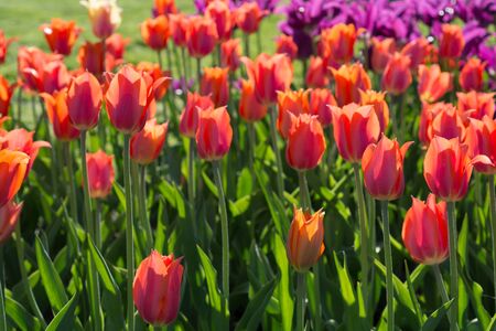 Blooming tulips in springの写真素材