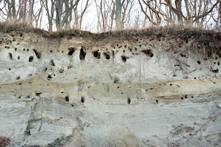 Nests of birds in a sandy rockの写真素材